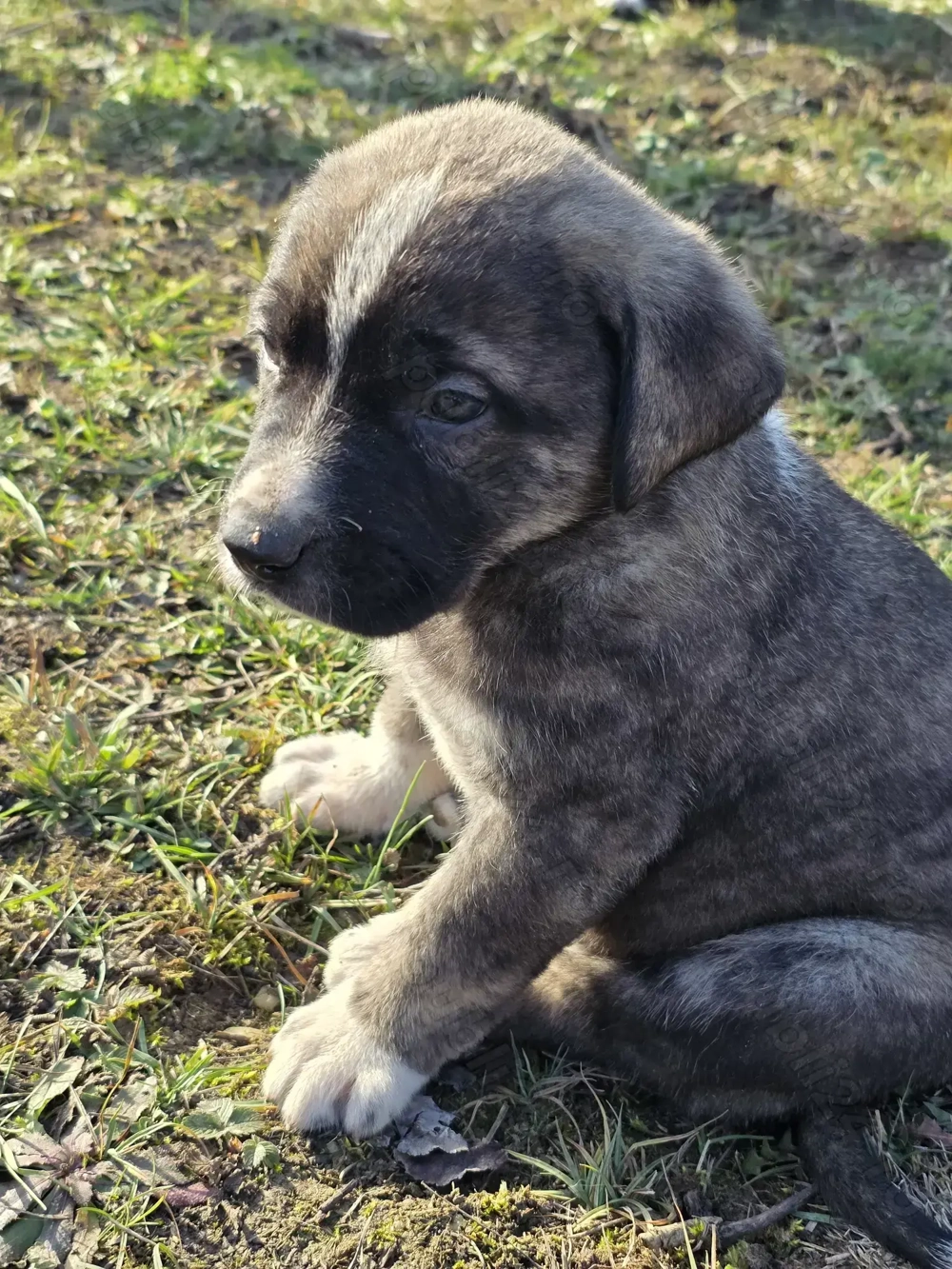 Pui de vanzare pt cadou Craciun - metis asia centrala cu kangal