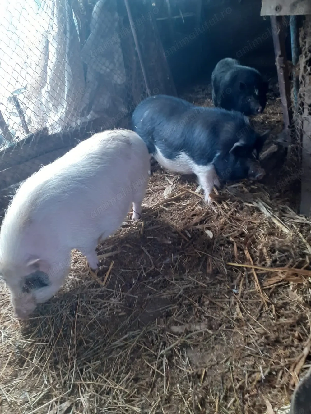 Porci vietnamezi Tulcea - de vânzare 