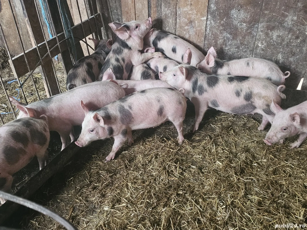 vând 20 purcei de 12 săptămâni rasa de calitate petran de carne 