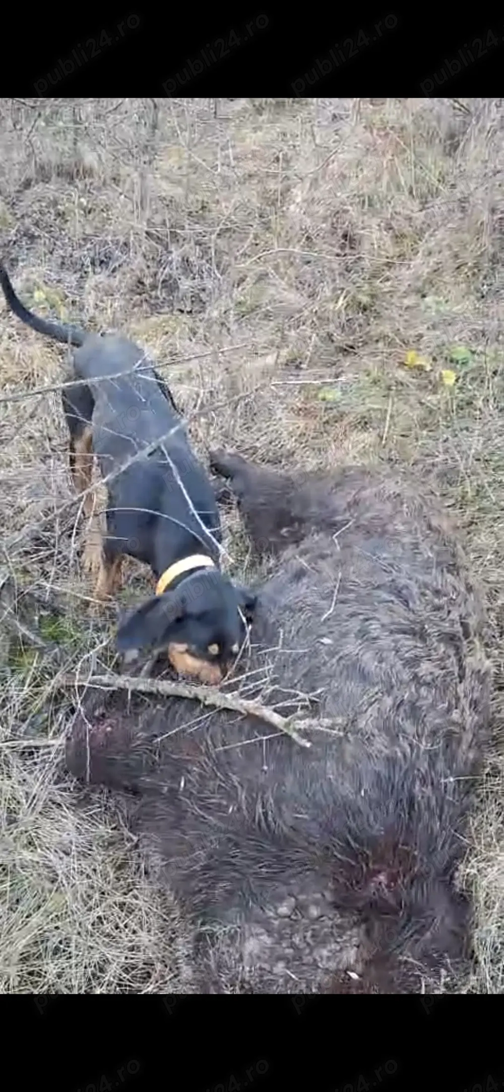 Copoi ardelenesc disponibil