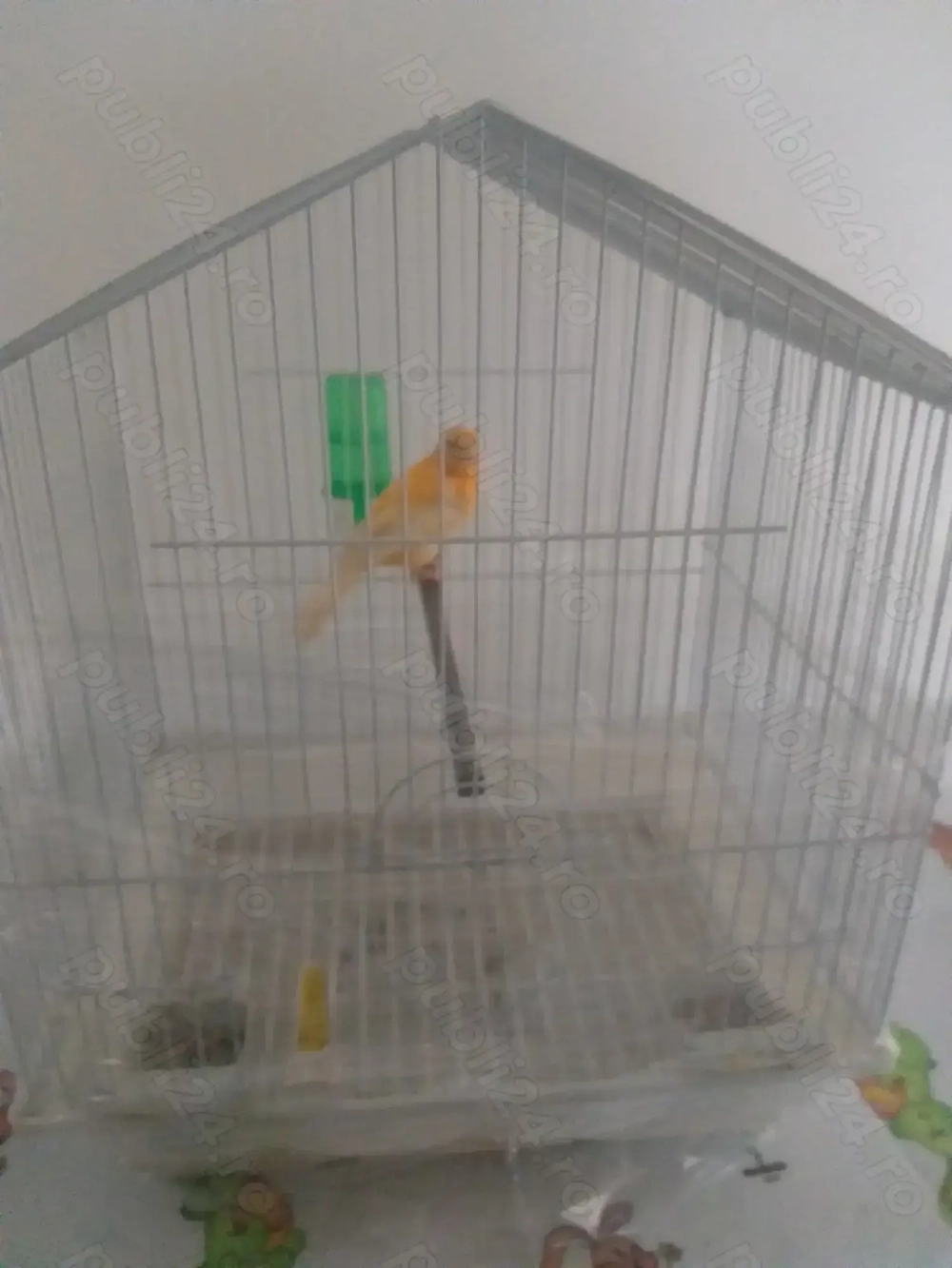 Vand canar cu colivie