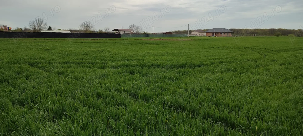 Vand teren intravilan aproape de bucuresti la 10 -15 min