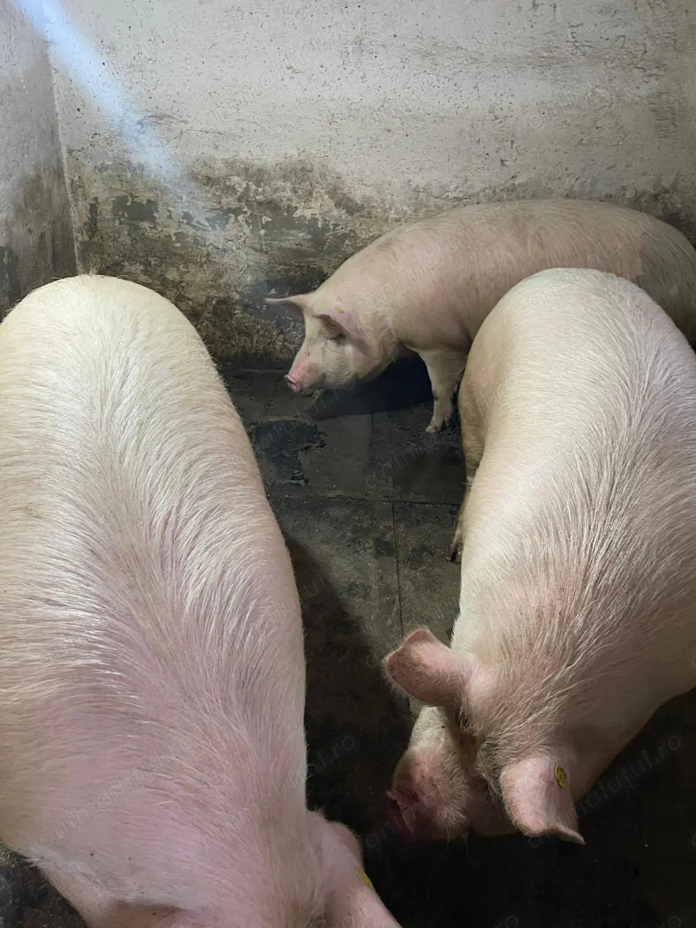 Vand porci de carne 130-150de kg. Ultimele 2 bucati.