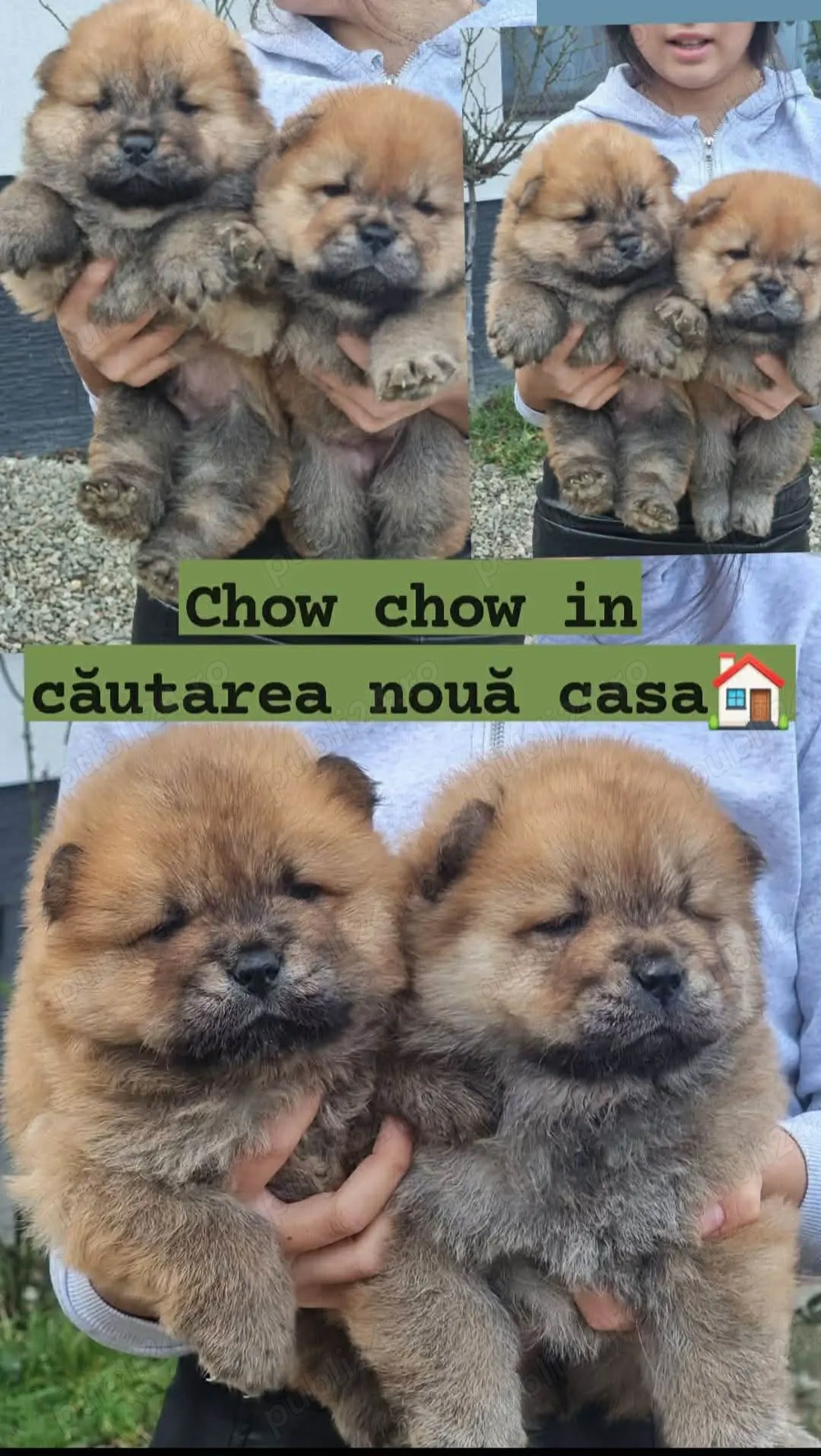 Chow chow mascul