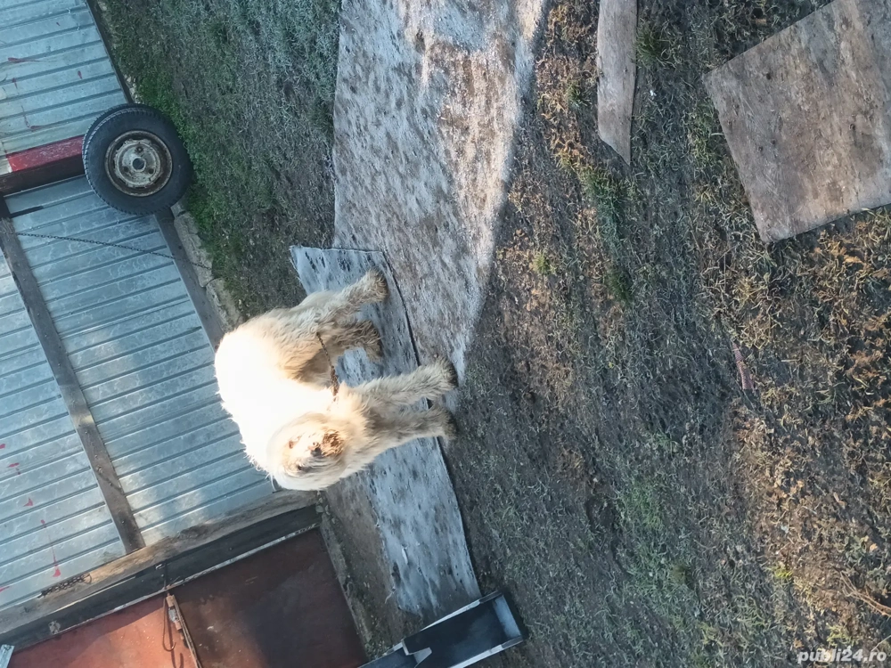 de vanzare caine ciobănesc mioritic sau schimb cu caine de intors 