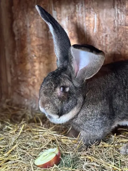 Iepurii uriaş german  Gri şi Albi 