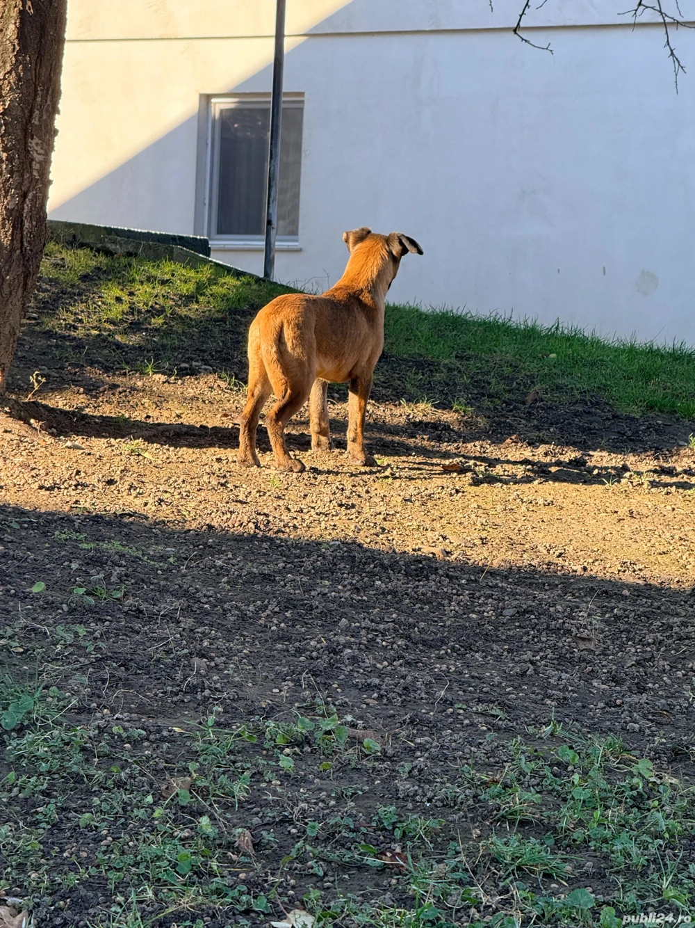 Pui cățel malinois, ciobănesc belgian