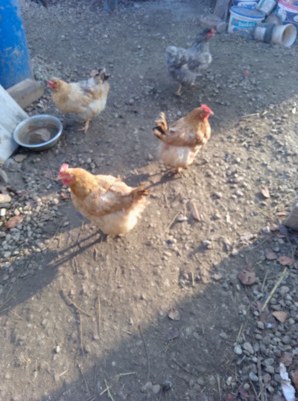 Vând găinii de casă preț 75 buc