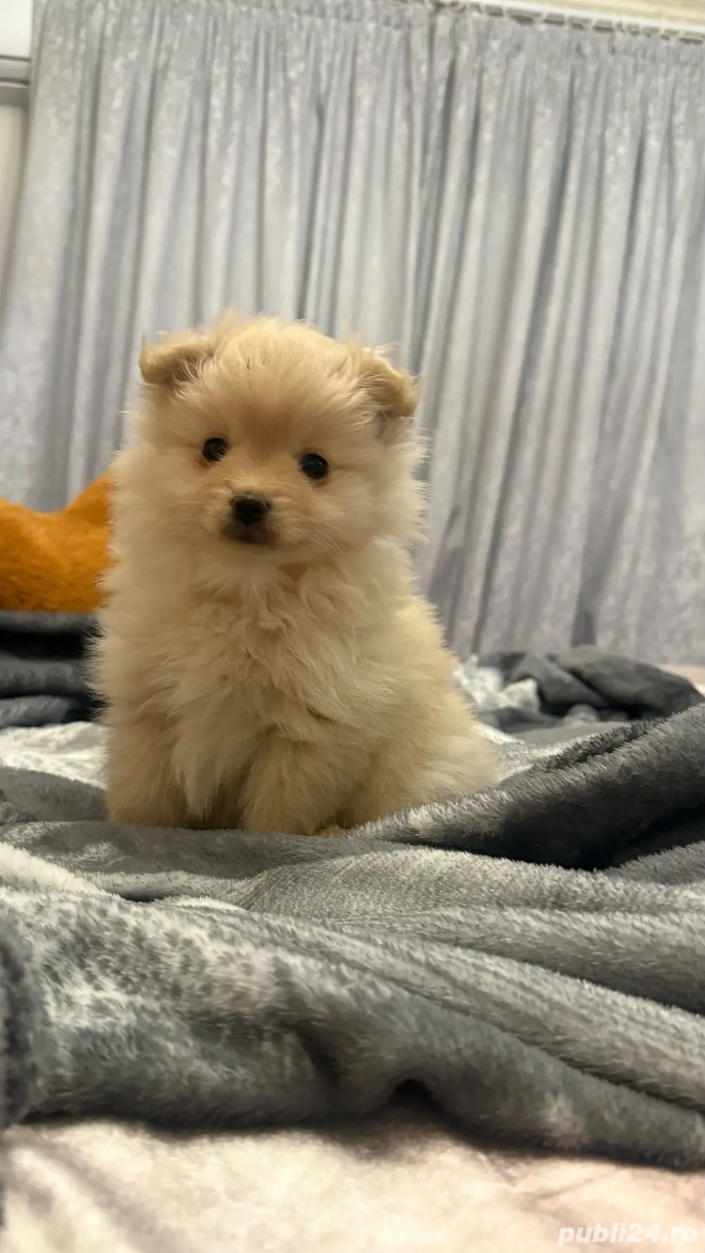 Pomeranian Minitoy femela  