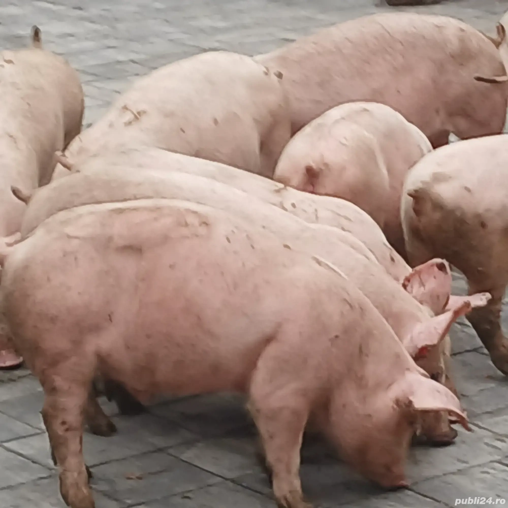 soldani pik original 