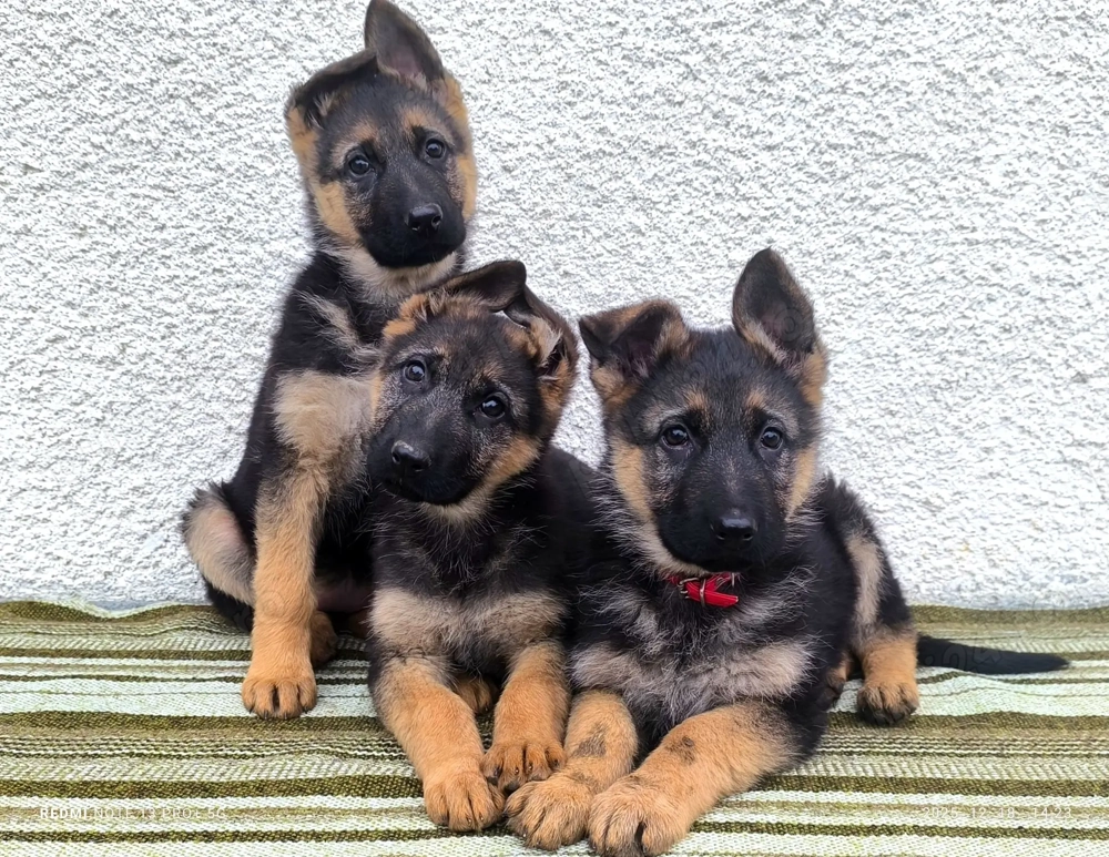 Pui ciobănesc german