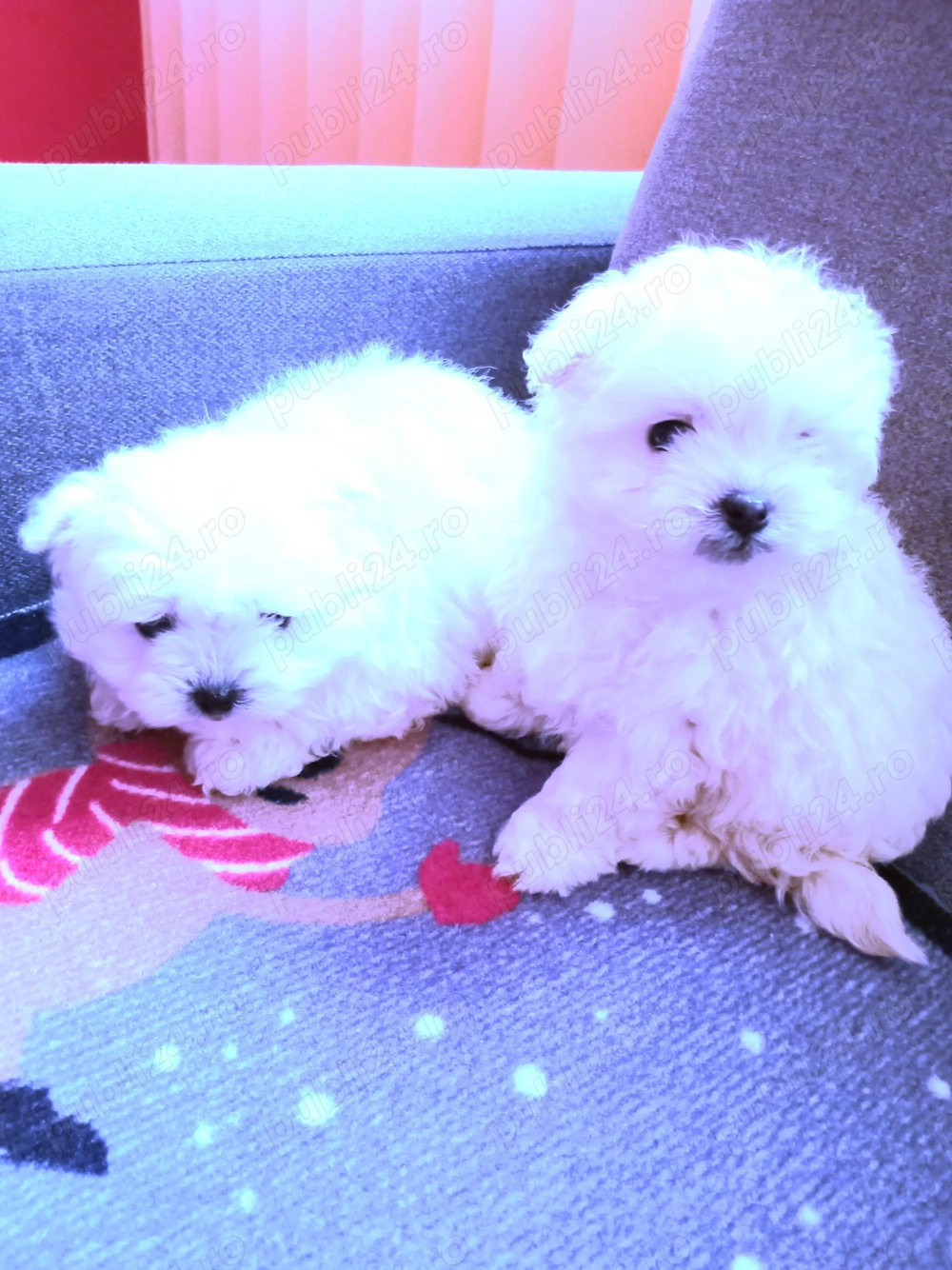 Cățeluși, bisoni maltez ,de vanzare