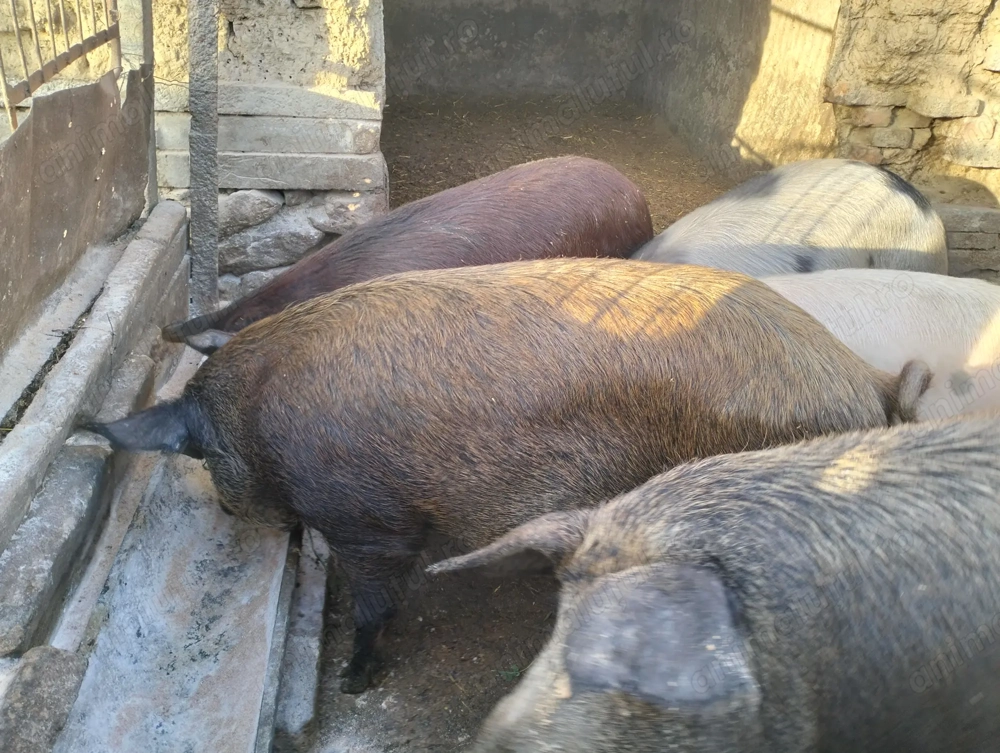 Vând Porci pentru sacrificat 