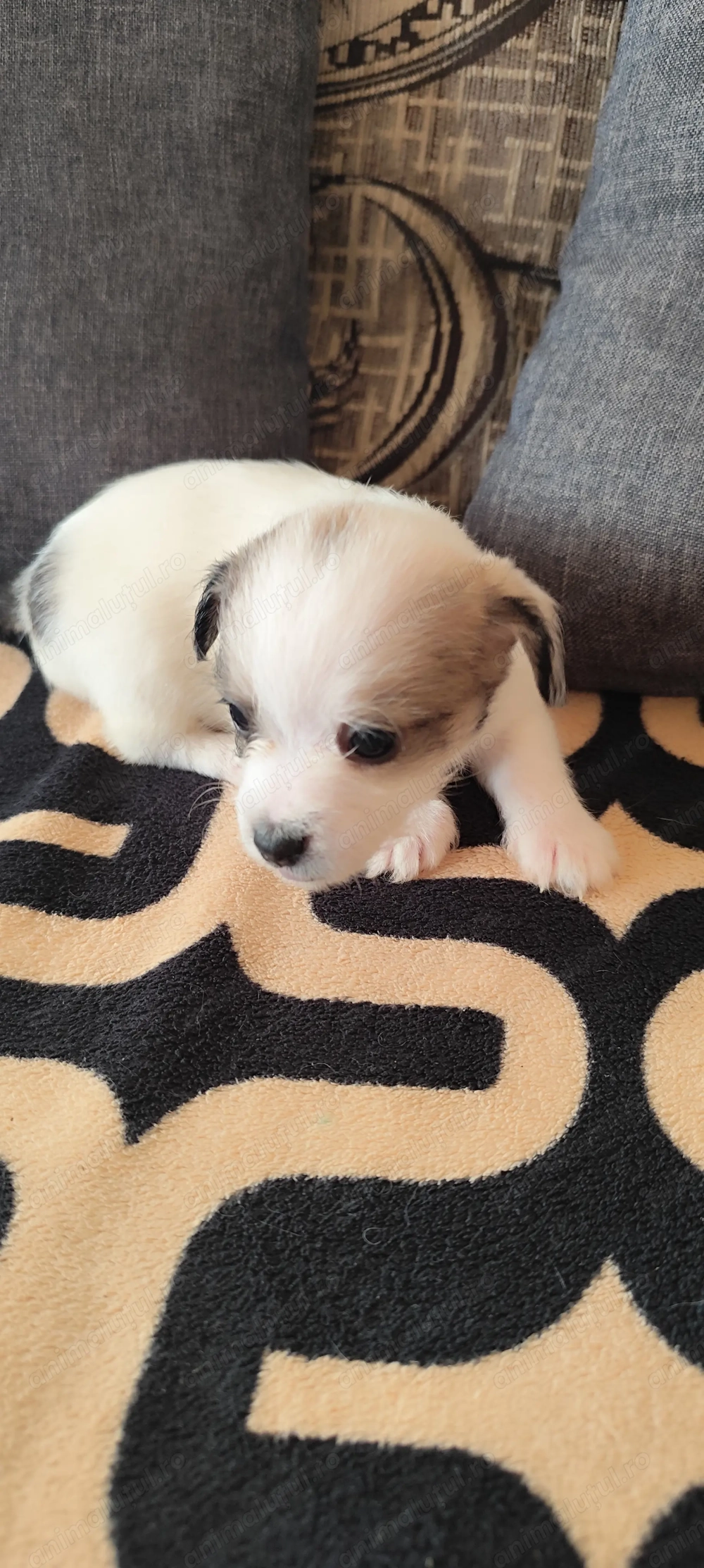 Donez 5 fetițe de talie mica! 