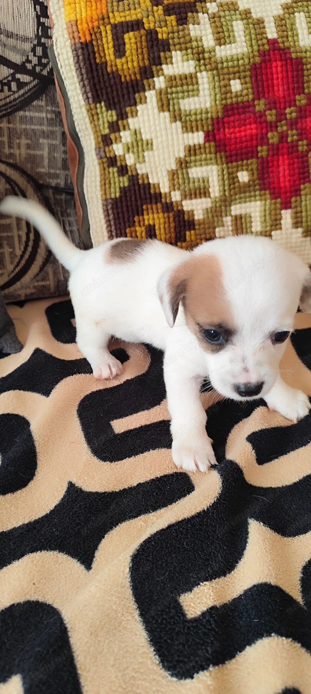 Donez 2 fetițe de talie mica! 