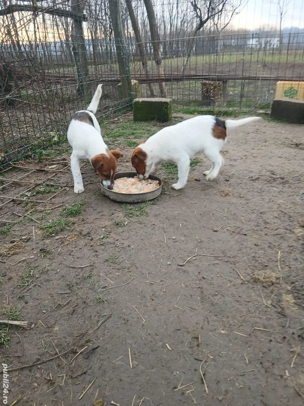 Două fete de Fox Terrier Smoth Disponibili Carnet de sănătate cip deparazitate corespunzător 2vaccin