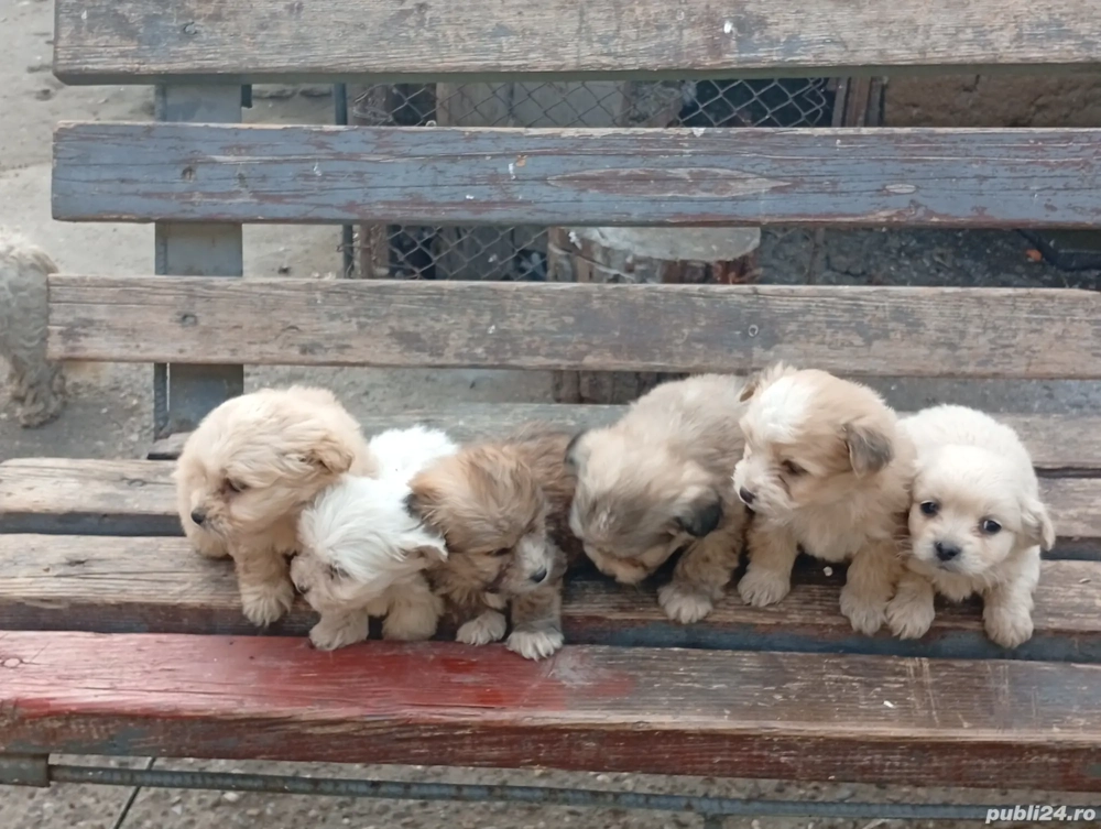 caini de vanzare