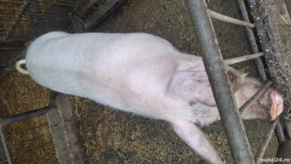 Vand porc 110-120 kg 