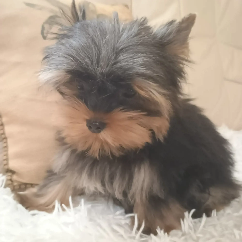 Mascul Yorkshire Terrier Mini Toy 4 Luni