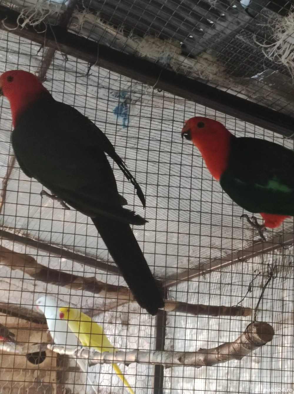 Vand papagali Rosella Penant si Rege Australian