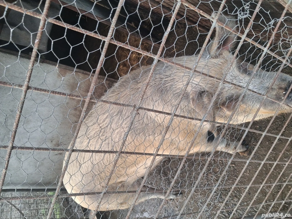 purcea de vanzare  18 lei carcasa 