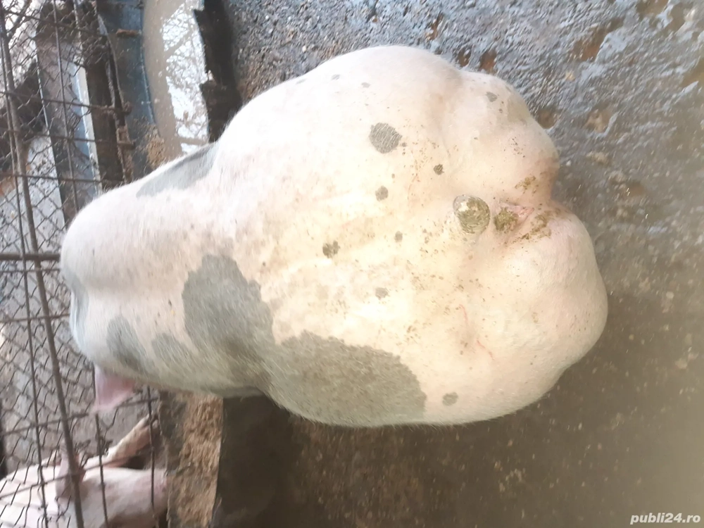 porci pietrain si pic ptr Crăciun