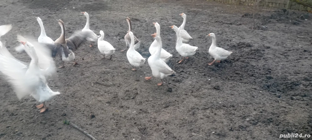 Pentru toate nevoile  pentru mai multe poze  vă pot trimite !