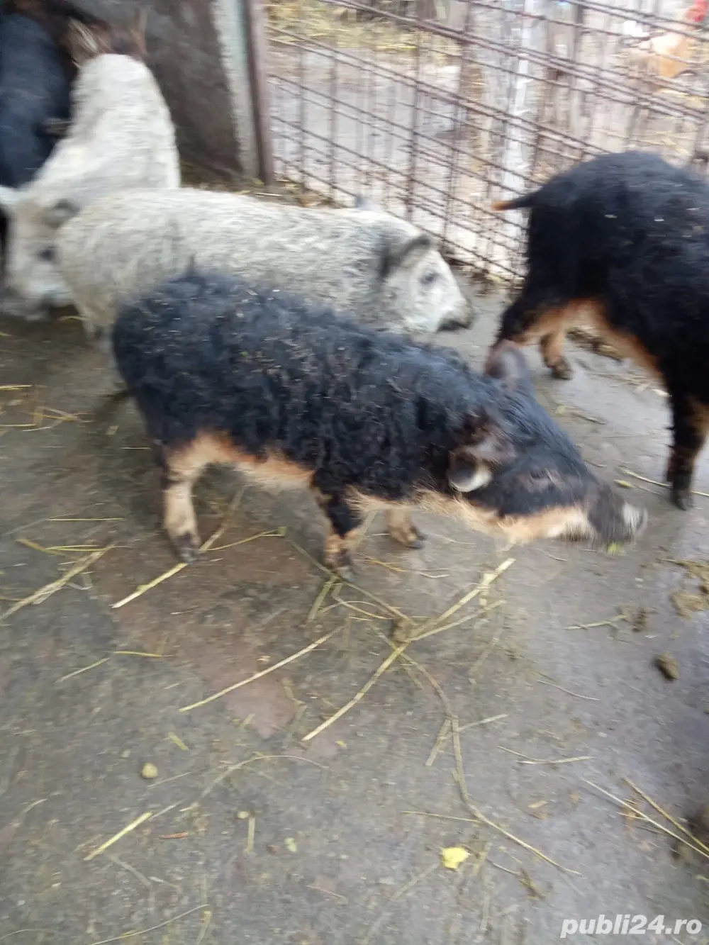 vand purcei mangalita 2 luni 