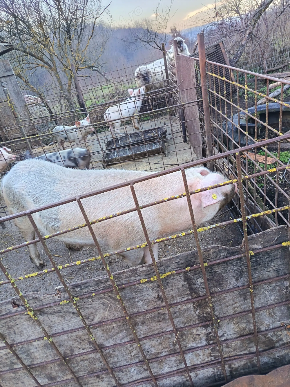 Vând purcea de 120kg preț 18lei kg.