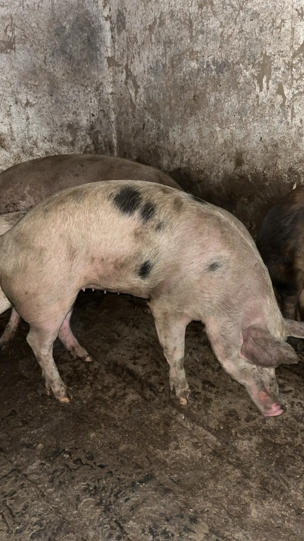 vând porci crescuți doar cu făină de mălai și laturi 