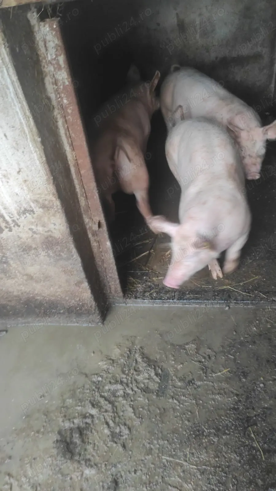 Purcei caut stăpân 