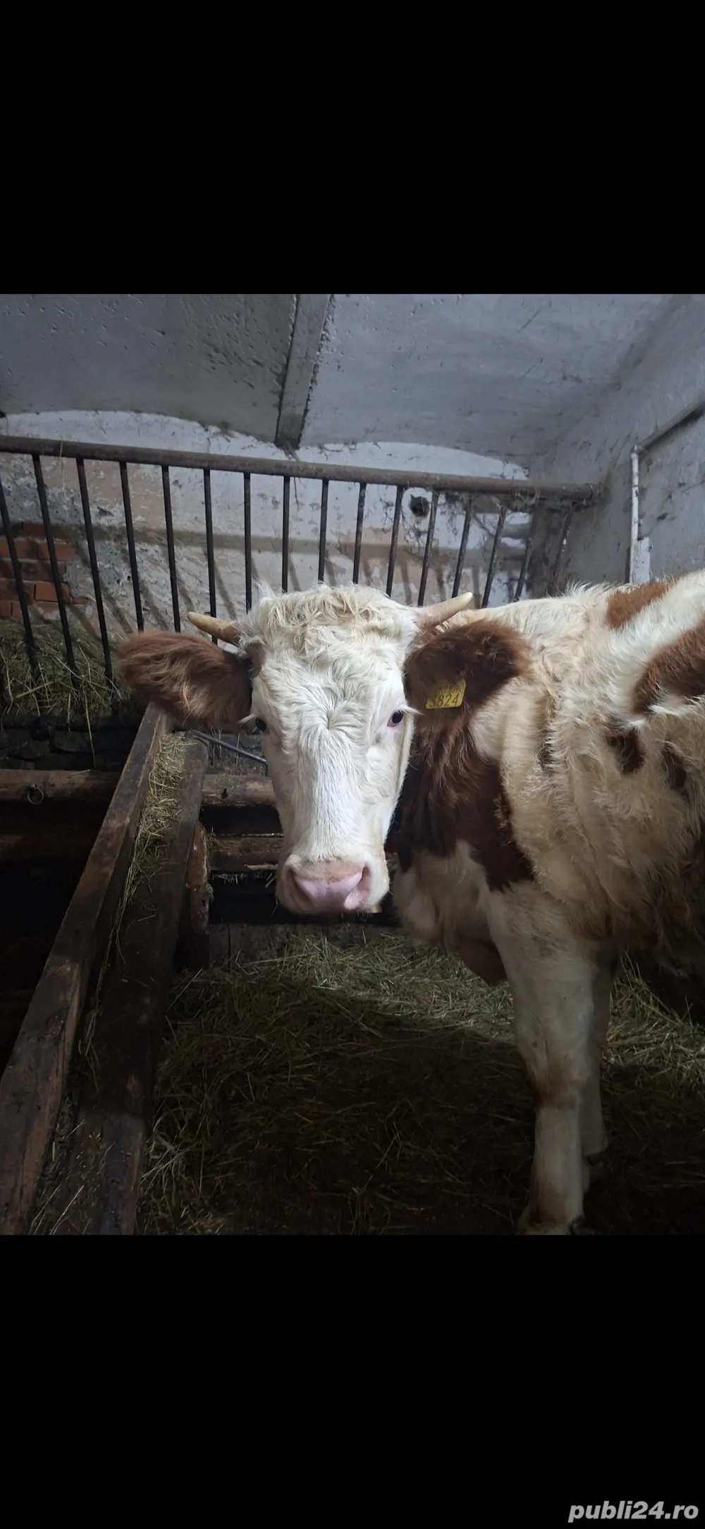 de vânzare vacă si juninca