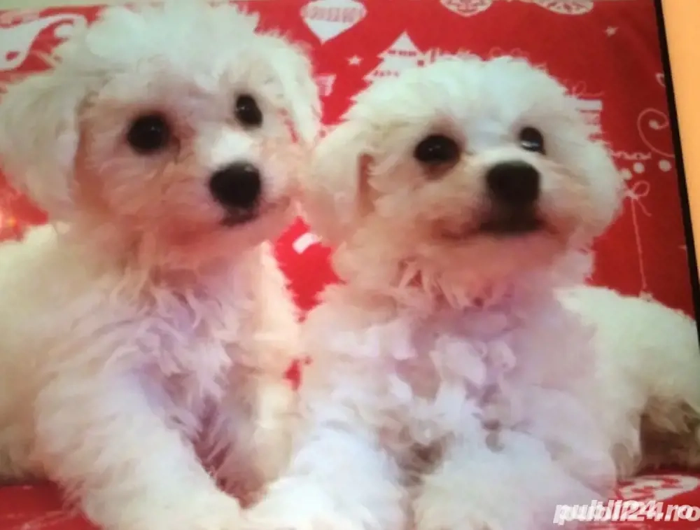 metis bichon alb 2 luni