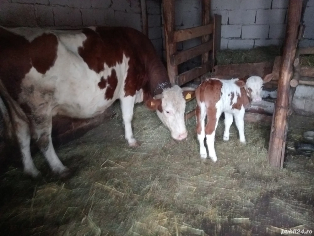 Vaca cu vițel (tăuraș)