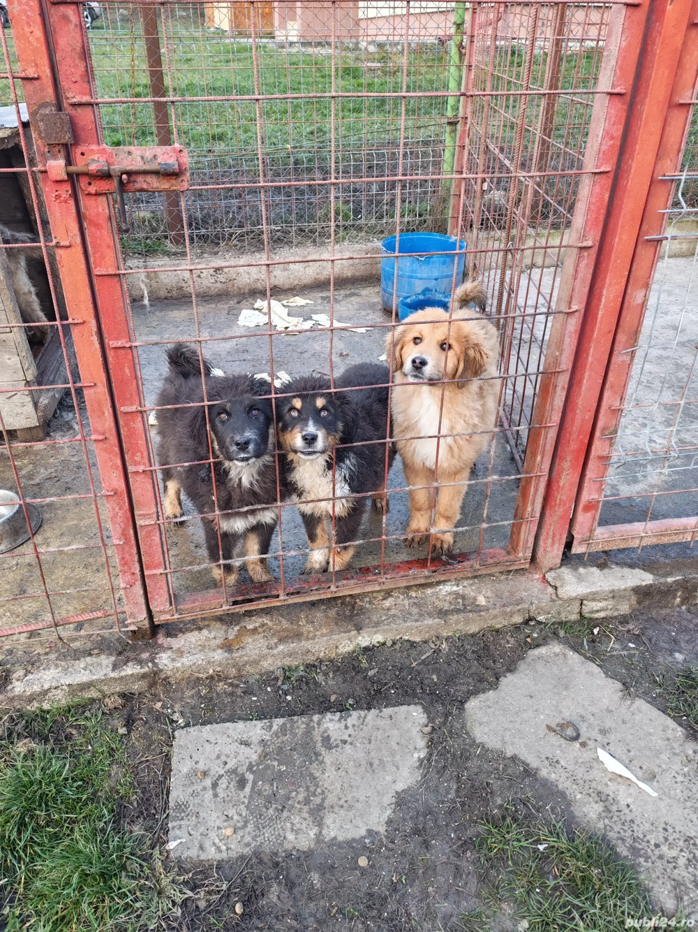 Câini ciobănesc pui 