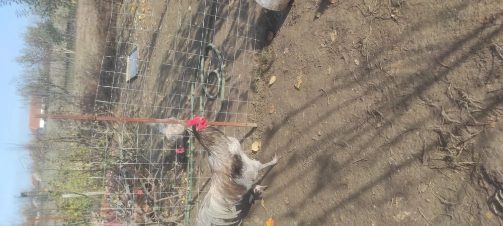 Vand Cocosi Australorp