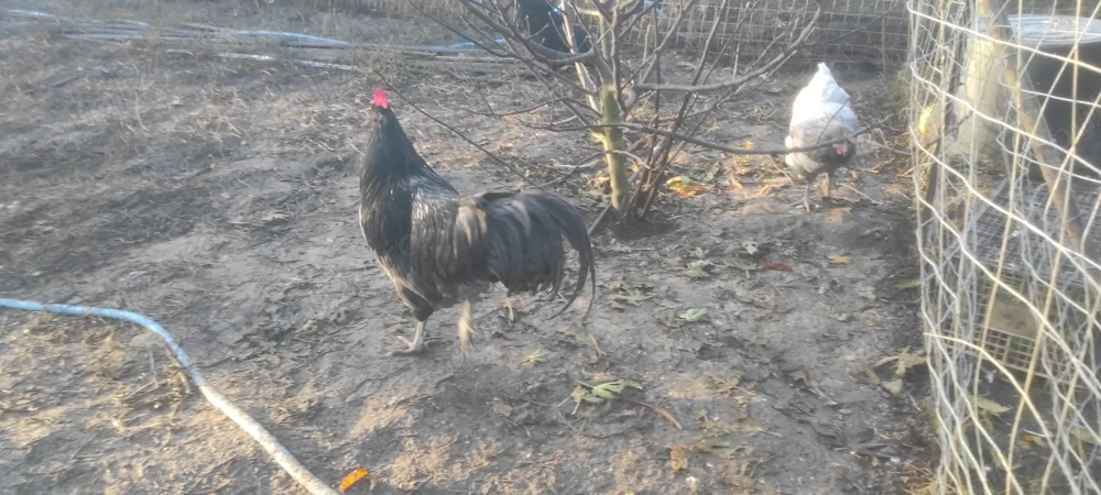 Vand Cocosi Australorp
