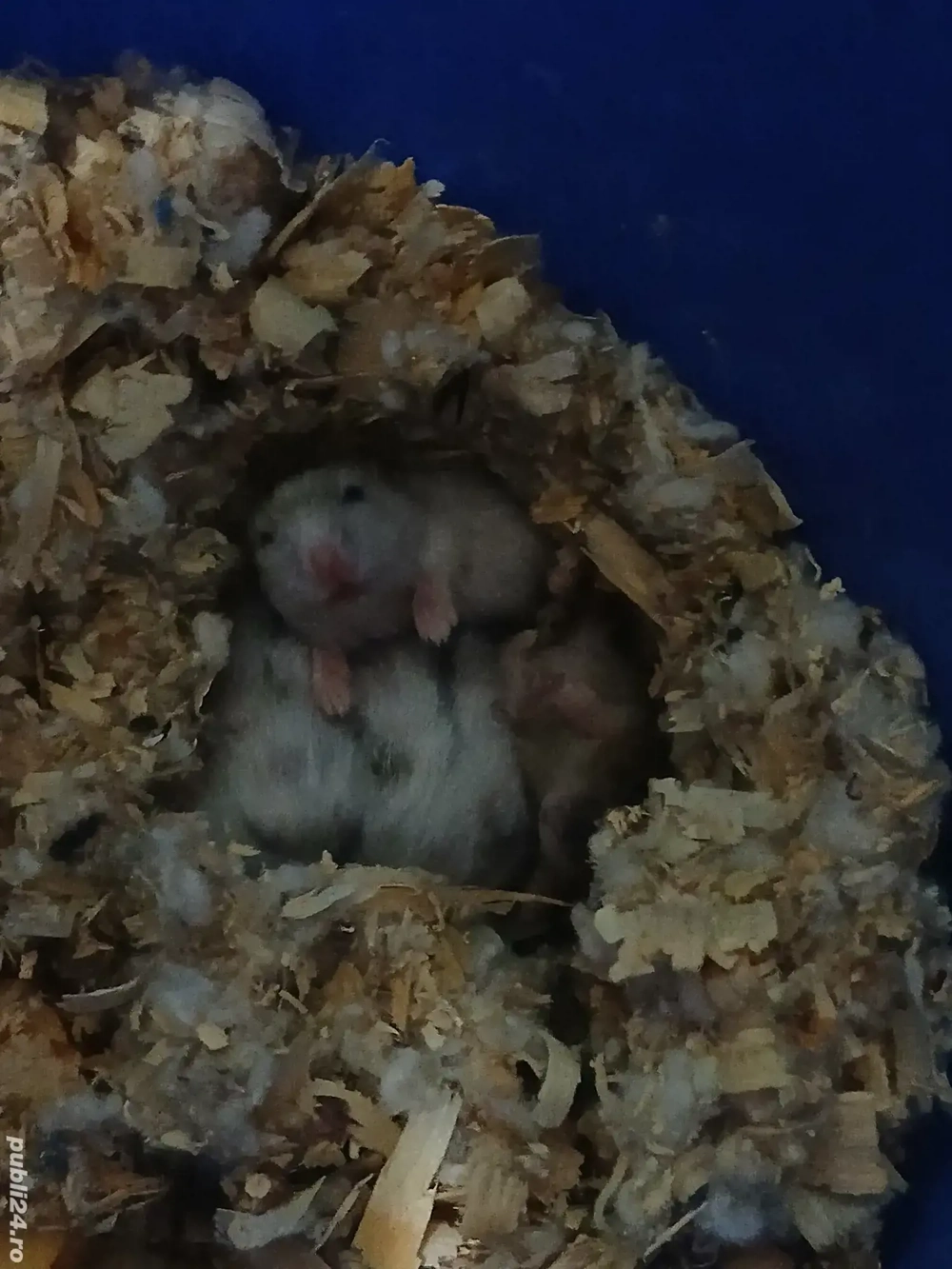 Hamsteri pitici