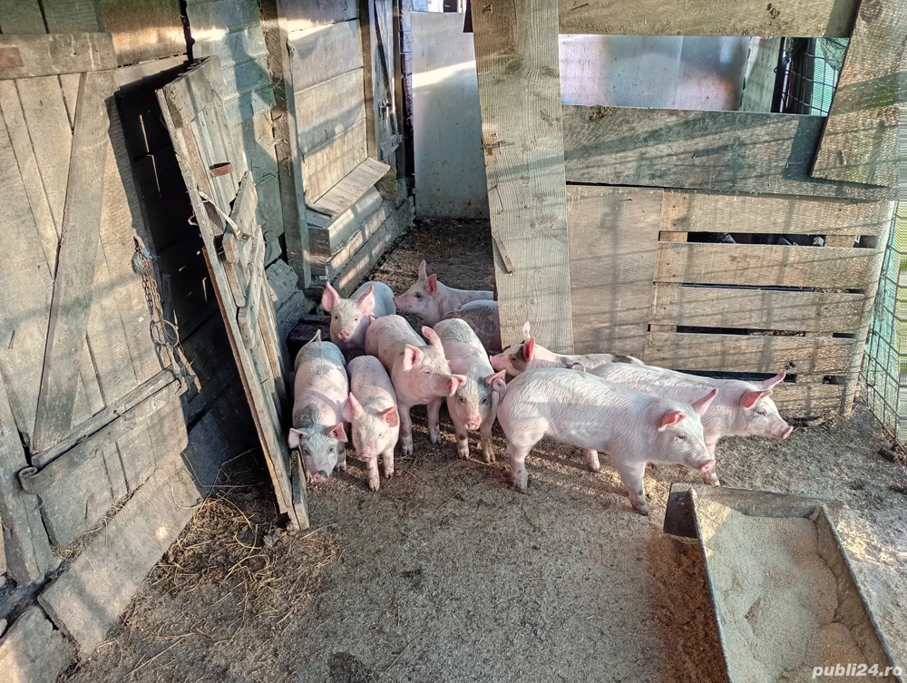 Vând 10 purcei de 8 săptămâni 