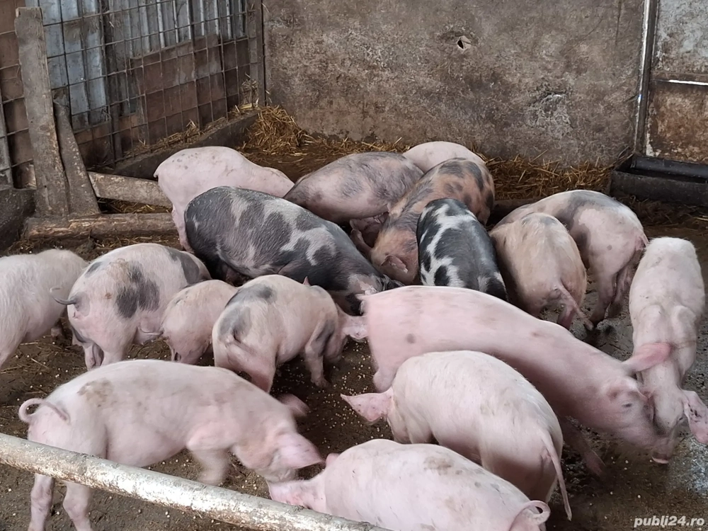 purcei de vânzare 