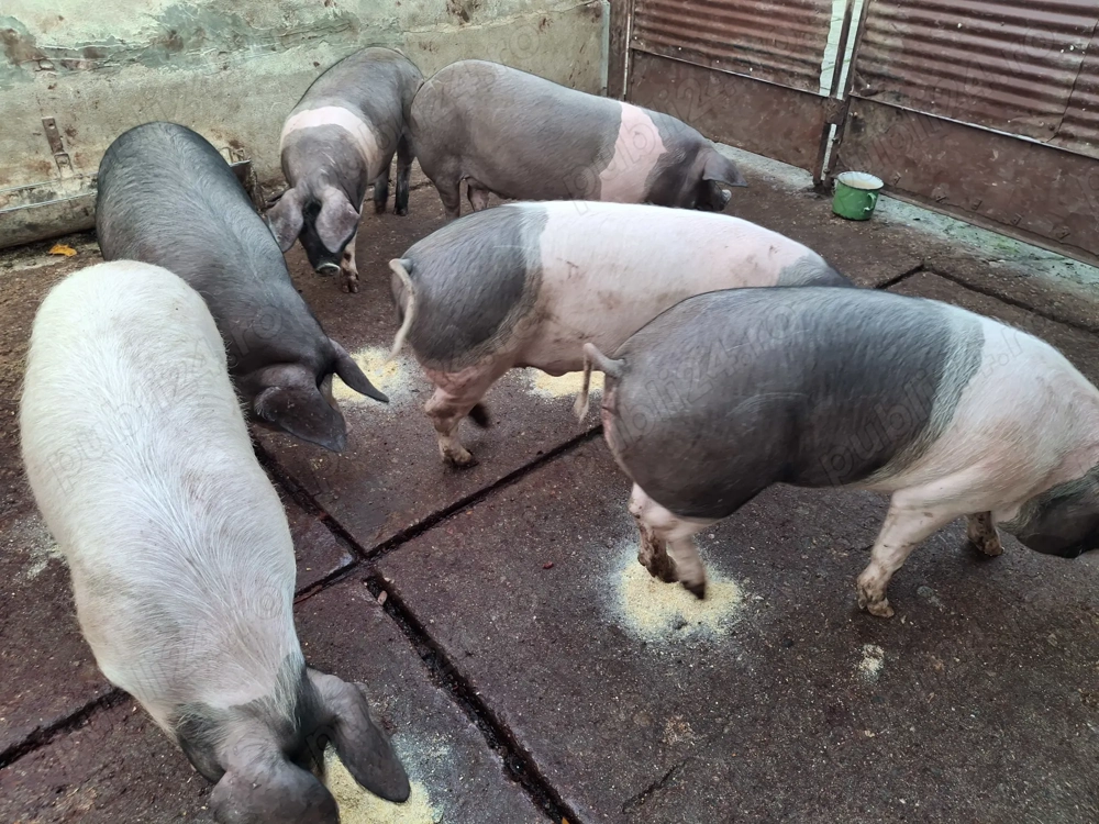 Vând porci  70 -100 kg