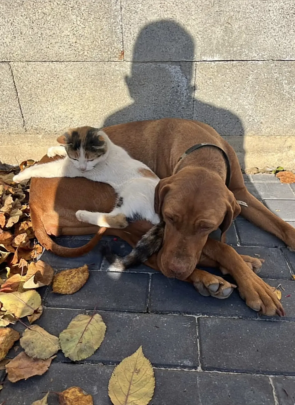 Femelă Viszla Vizsla Maghiară