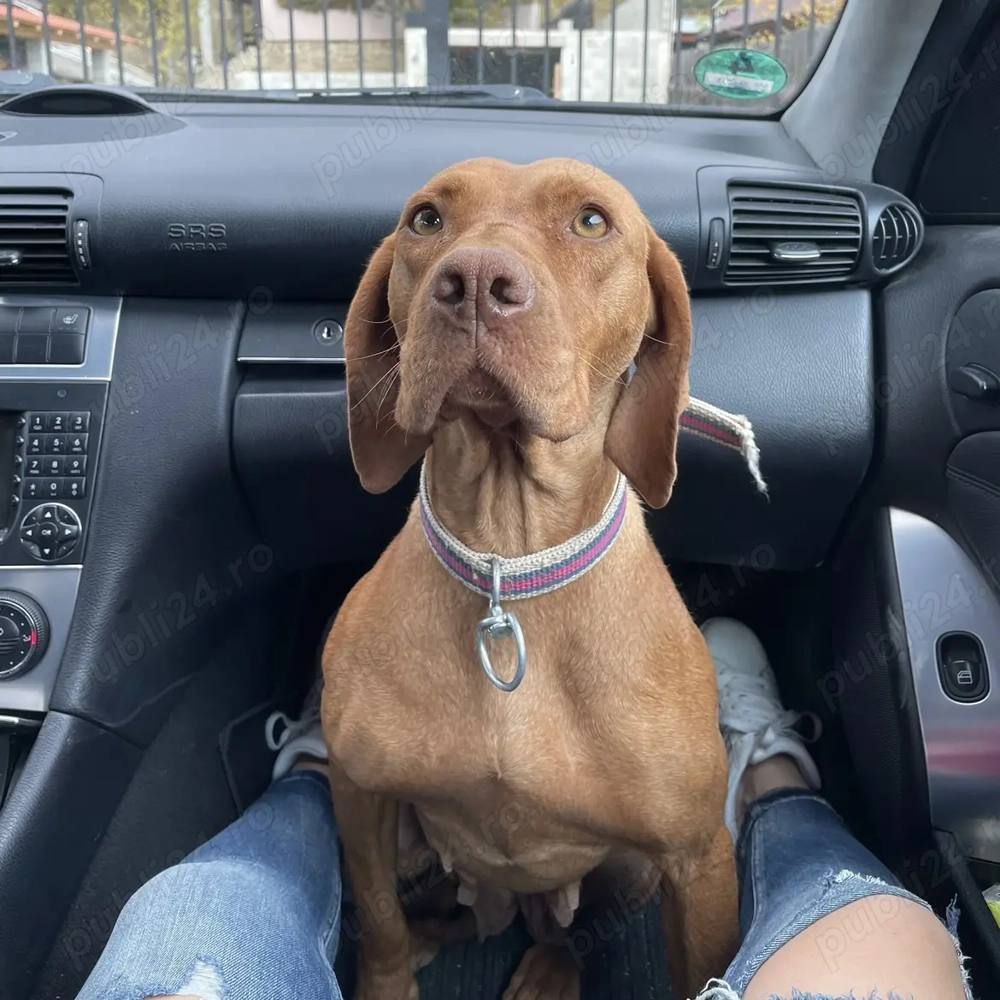 Femelă Viszla Vizsla Maghiară