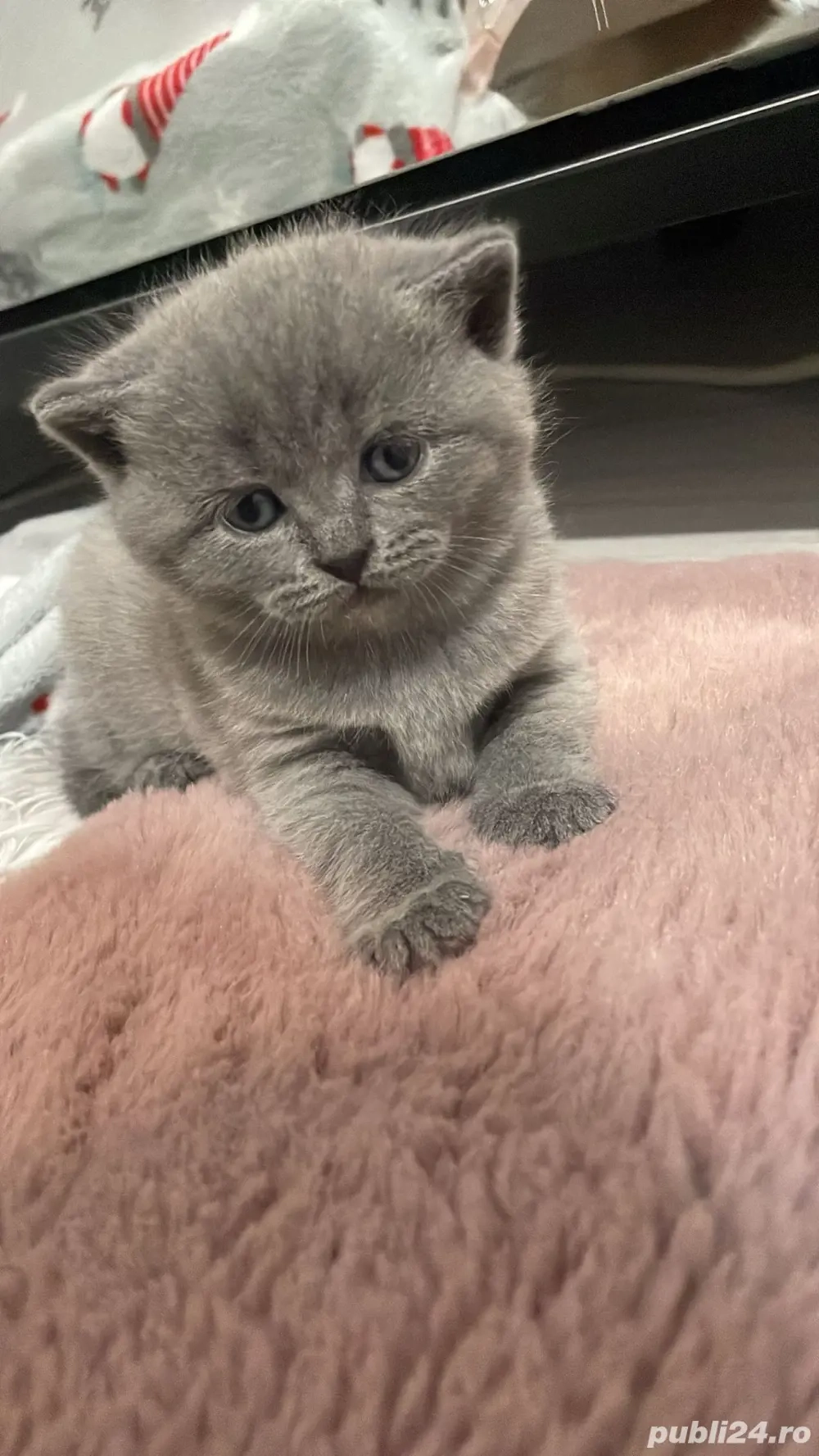 Pui de pisoi British    