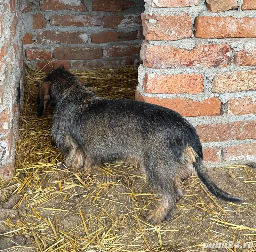 femelă teckel sârmos