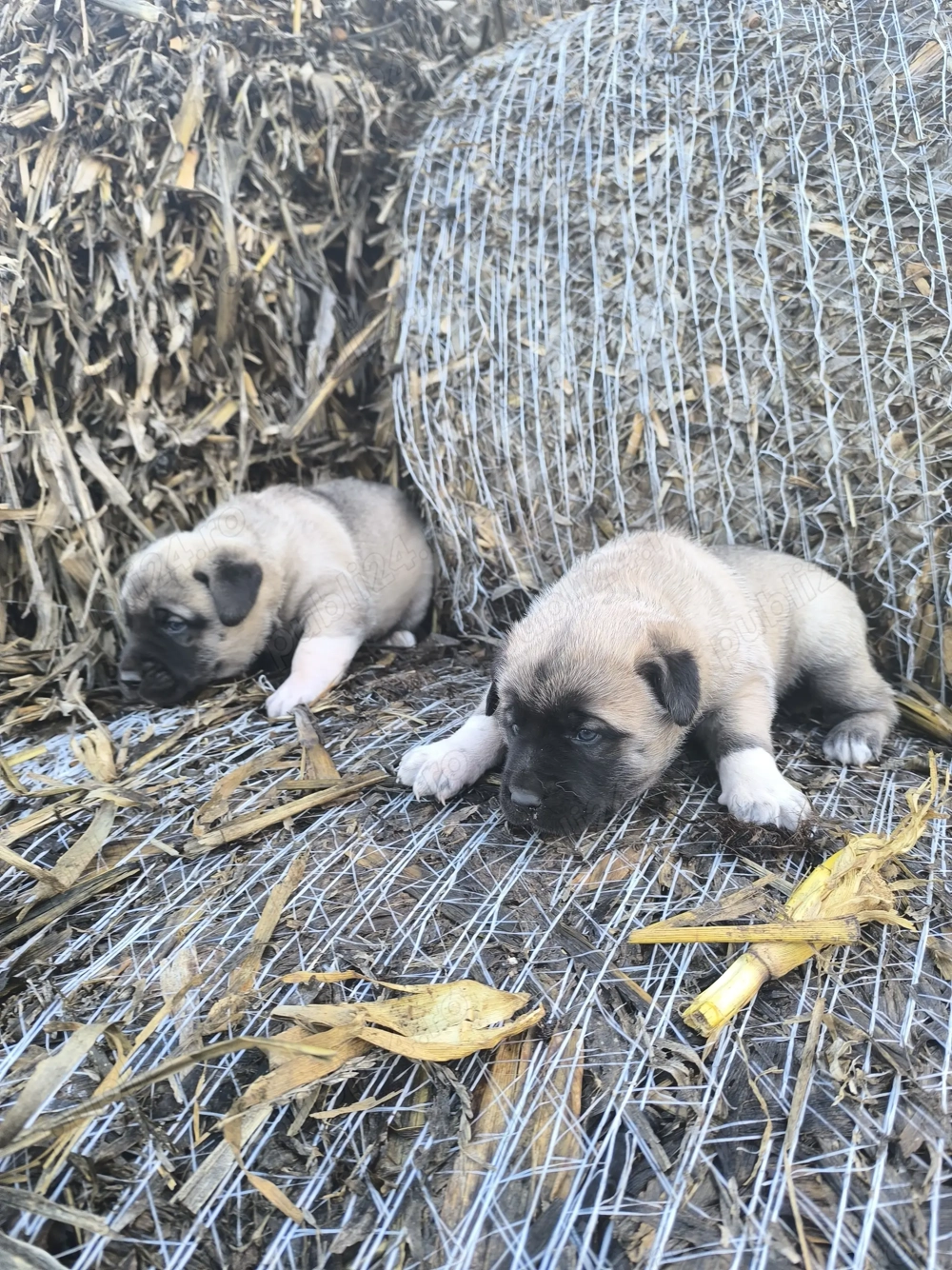 Căței Malak Kangal uriaș