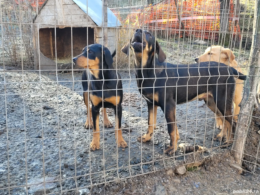 Câini de vânătoare 