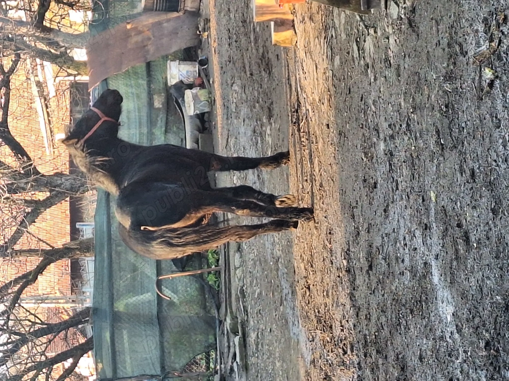 Vand manz de un an jumate