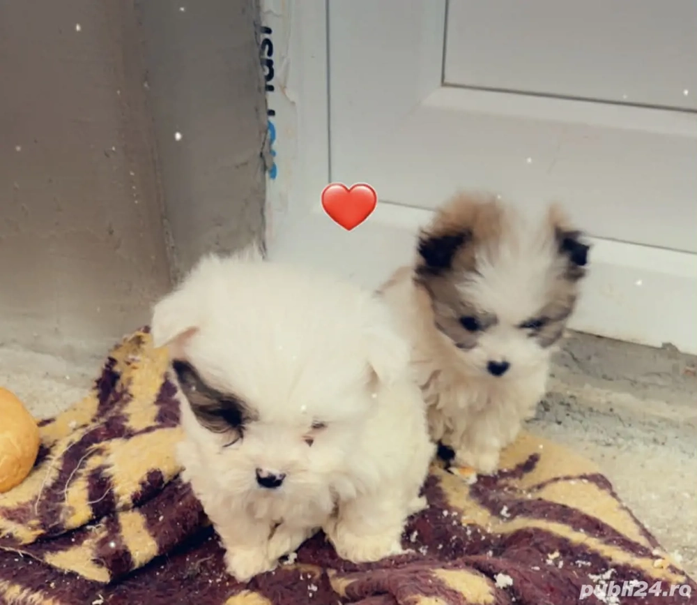 Căței de vânzare bishon maltez. 