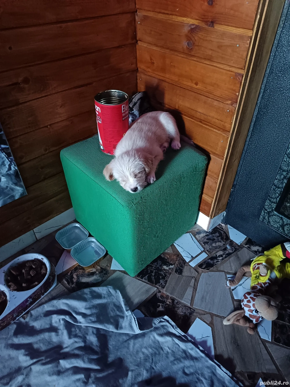 Vând cățeluși bichoni 